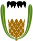 Black-bearded protea (P. lepidocarpodendron)